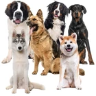 Kép 8/9 - Hűtőszőnyeg állatoknak - fekete, 110x70cm