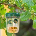 Kép 1/4 - Szolár rovarcsapda - felakasztható