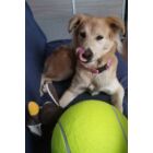 Kép 2/2 - XXL teniszlabda kutyáknak (24cm)
