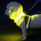 Kép 9/14 - LED-es méretre vágható nyakörv