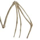 Kép 2/11 - Malatec denevér csontváz dekoráció 30 cm
