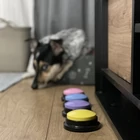 Kép 8/10 - Kutyakiképző gombok