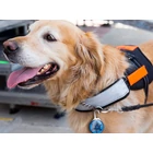 Kép 3/10 - Led nyakörv