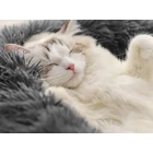 Kép 6/10 - Kutya, macska plüss fekhely, 100 x 15 cm, sötét szürke