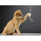 Kép 5/10 - Papírlabda csörgő macskajáték