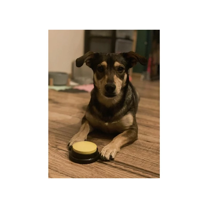 Kutyakiképző gombok